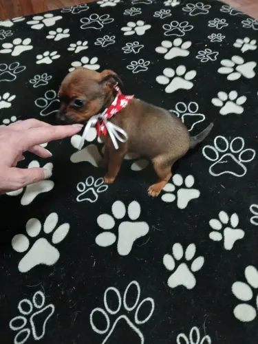 Pinscher Fêmea 