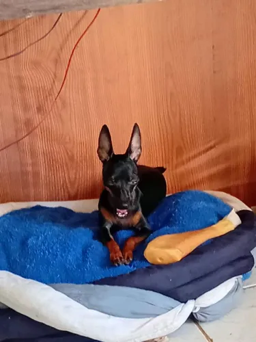Aprocura de uma namorada