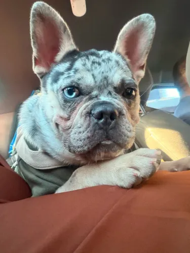 Buldogue francês