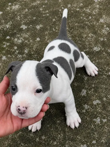 American bully