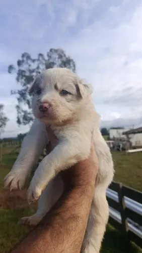 Filhotes de Border Collie 