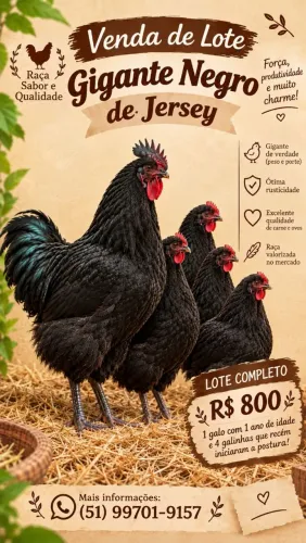 Lote de Gigante Negro de Jersey