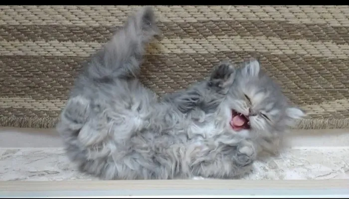 Gato persa filhote macho