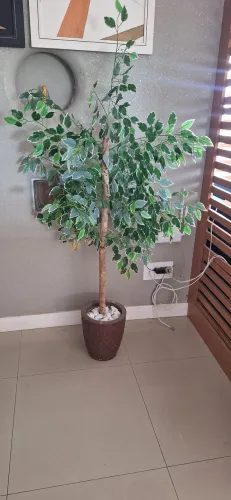 Planta decorativa