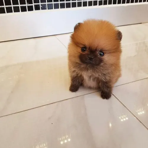 Lulu da Pomerânia