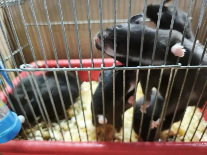 Hamster Sírio