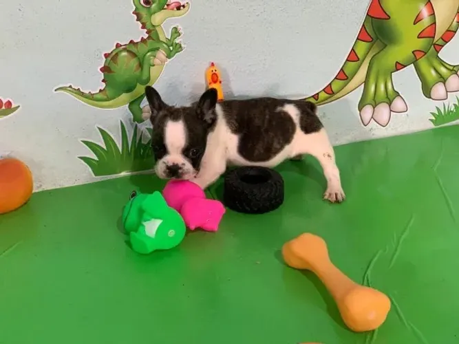 Bulldog frances vacinado 