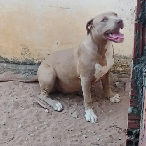 Pit monster fêmea com 5 meses com todas as vacinas