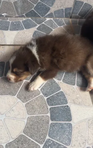 Filhote de Border Collie Fêmea