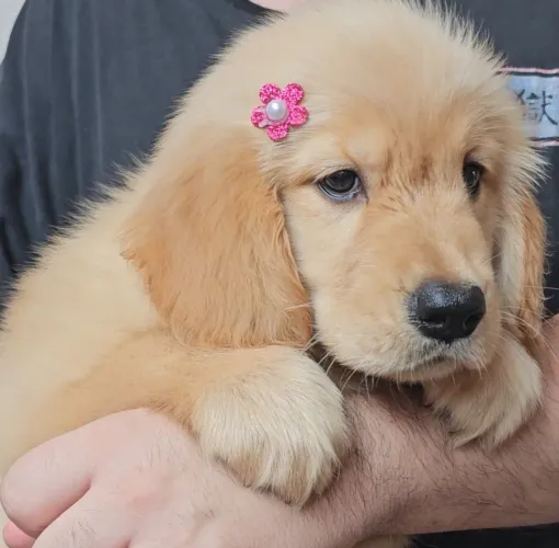 Lindas filhotes de Golden Retriever pronta entrega