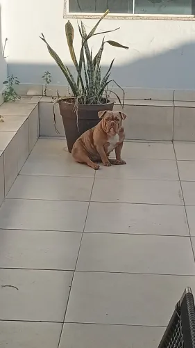 American Bully fêmea Tri Chocolate Merle 