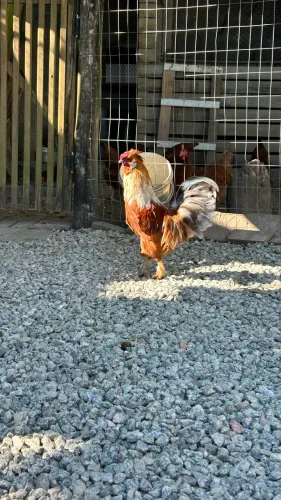vendo bonito galo, mistura de galinha nagasaki com sedosa japonesa 