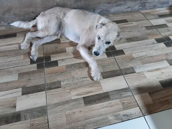 DOAÇÃO DE UM CACHORRO, SO SI ADAPITA EM SÍTIO, COM ÁRIA GRANDE!