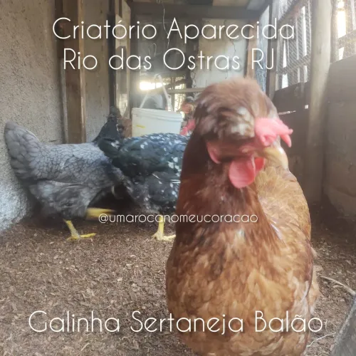 Ovos férteis disponíveis 