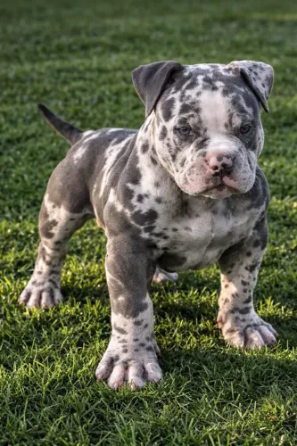 AMERICAN BULLY LINHAGEM SELECIONADA ELITE