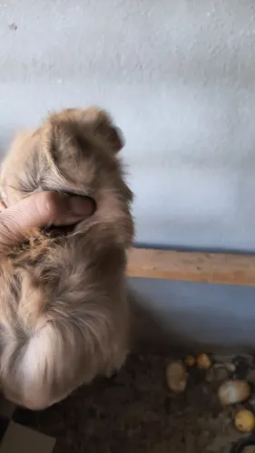 Porquinho da índia peruano