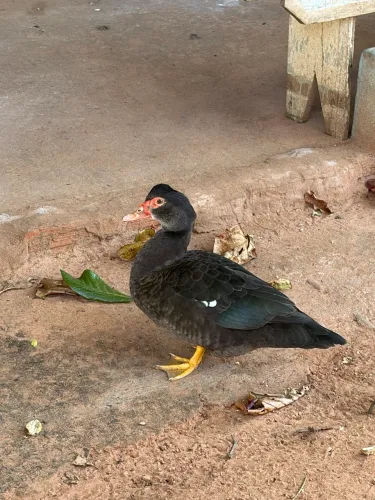 Vende-se patos