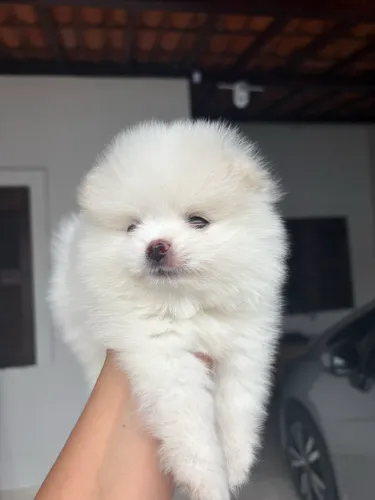 Spitz Alemão