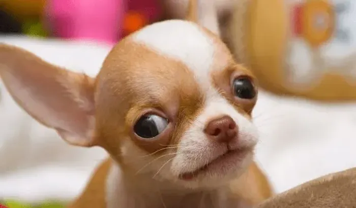 A procura de um cãozinho chiuaua, toy de pelos curtos