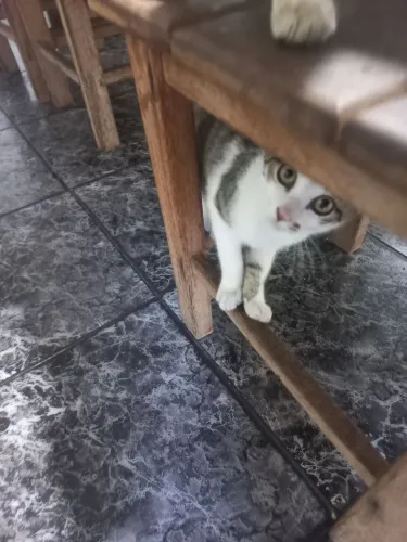 Doa-se Lindas gatinhas zap: *