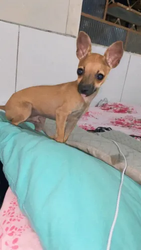 pinscher 1