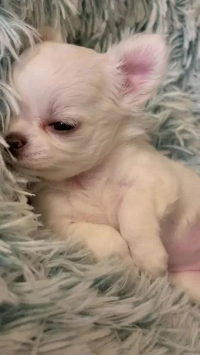 Chihuahua