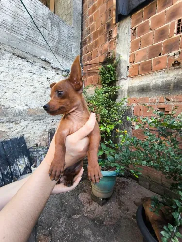 Lindo filhote da raça pinscher