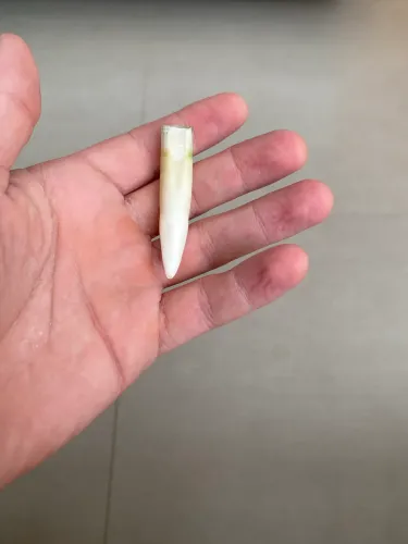 Dente de crocodilo de água salgada 