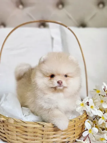 Spitz Alemão - Lulu da Pomerânia machos 