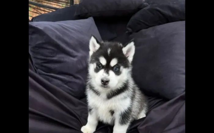 FILHOTE DE POMSKY