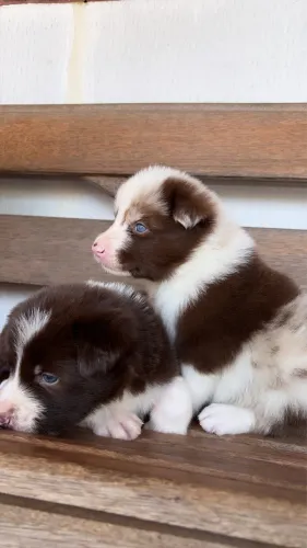Filhotes border collie macho puro
