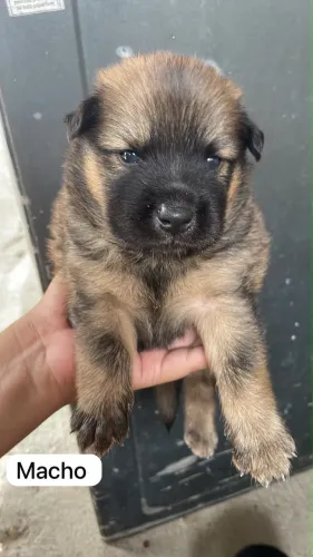 Cachorro 