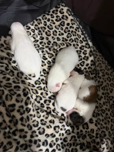 Lulu da Pomerânia Machinhos