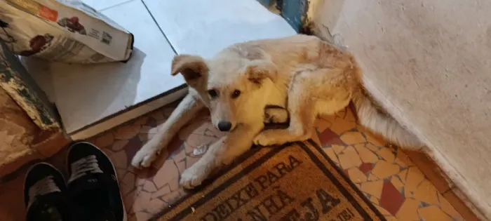 Para adoção Vira-lata semelhante a um Golden