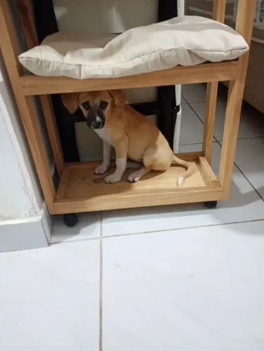Cachorrinha para adoção 