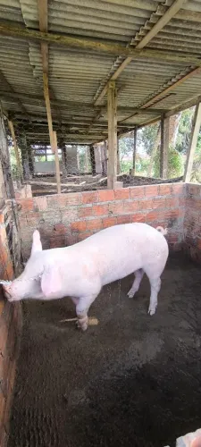 Porco 80kg