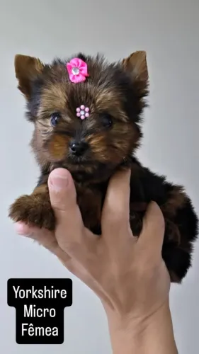 Yorkshire Micro Femea em londrina