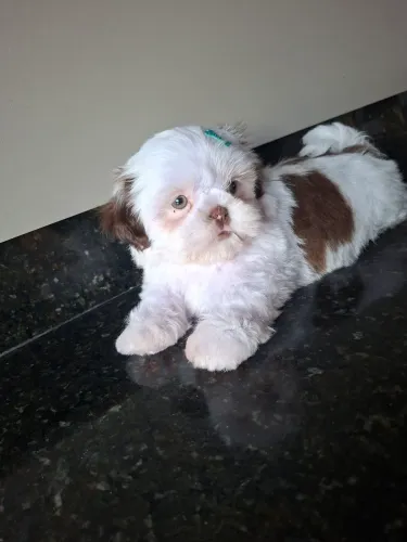 Shihtzu macho raça pura com garantia 