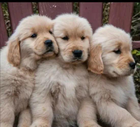Golden retriever energetico e fiel 