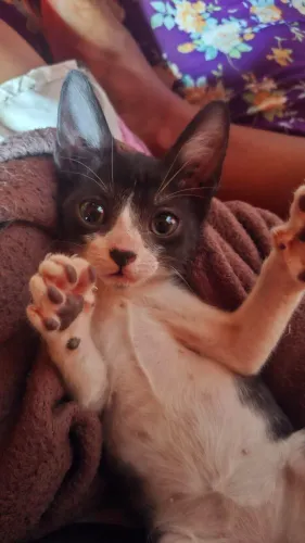Gatinho frajola 1 mês e meio