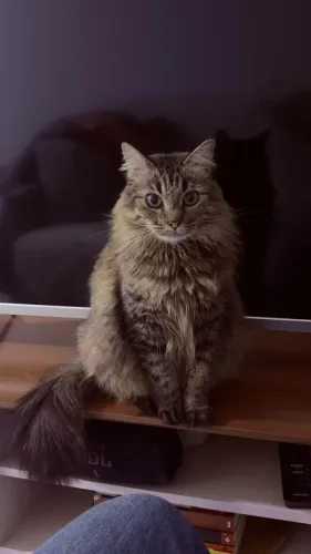 Lola: uma gatinha supereducada à procura de um lar amoroso