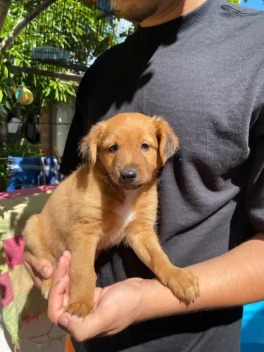 Filhote de cachorro pequeno porte