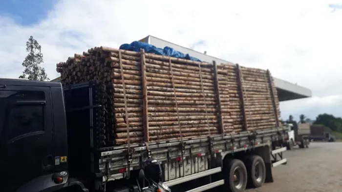 Eucalipto Natural ou Tratado