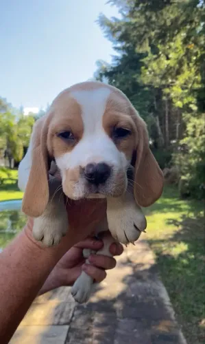 Beagles os terríveis 