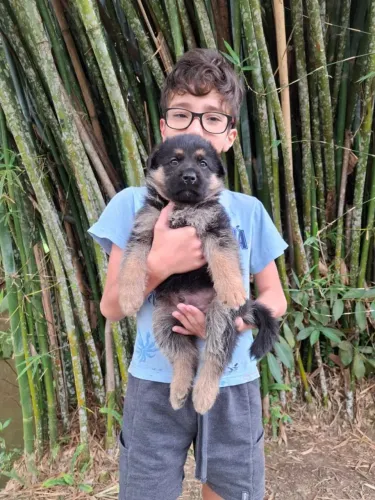 Filhotes de Pastor Alemão Manto Negro porte grande.