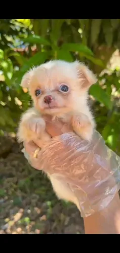 Chihuahua pelagem incrível