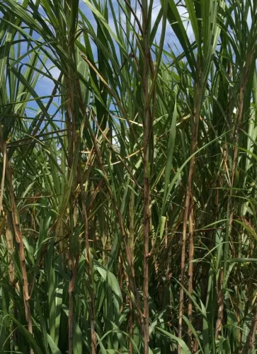 Cana-de-açúcar para plantio R$ 0,10 a gema