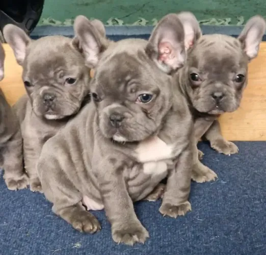 Bulldog frances super fofos, e saudaveis