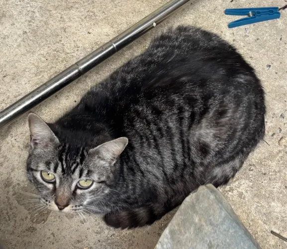 doação de gatos castrados 