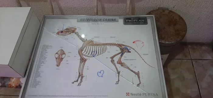 Osteologia Canina - Diagrama Esquelético